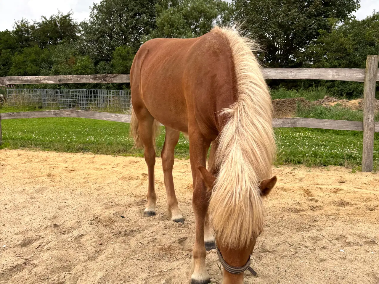 Billede 1 - Smuk islændervallak