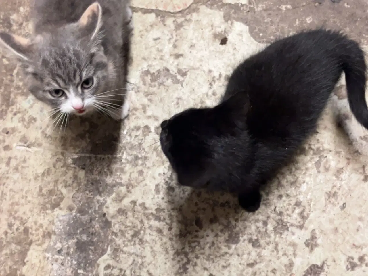Billede 1 - Kattekillinger 