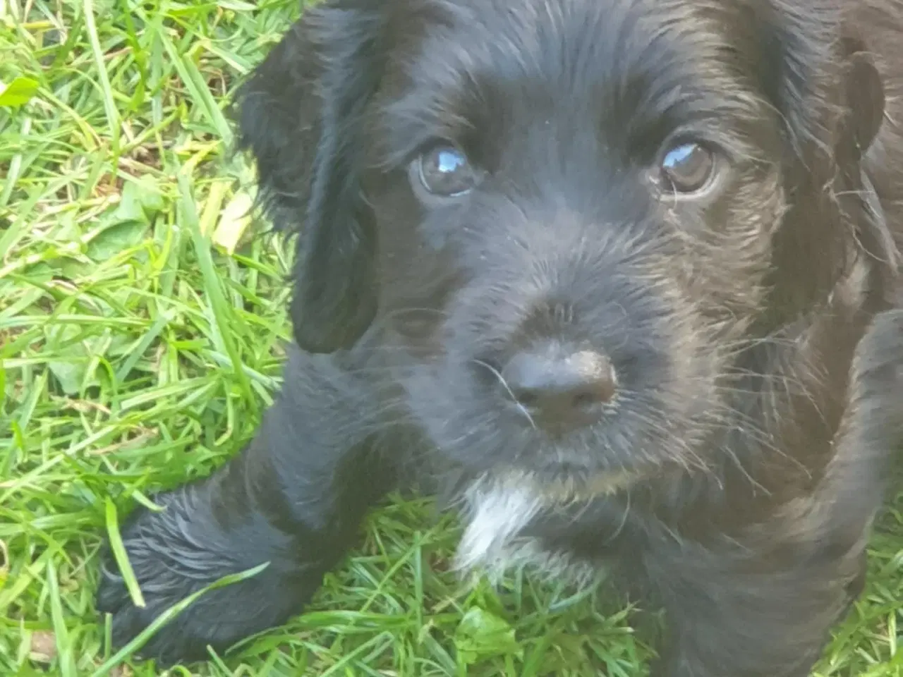 Billede 3 - engelsk cocker spaniel