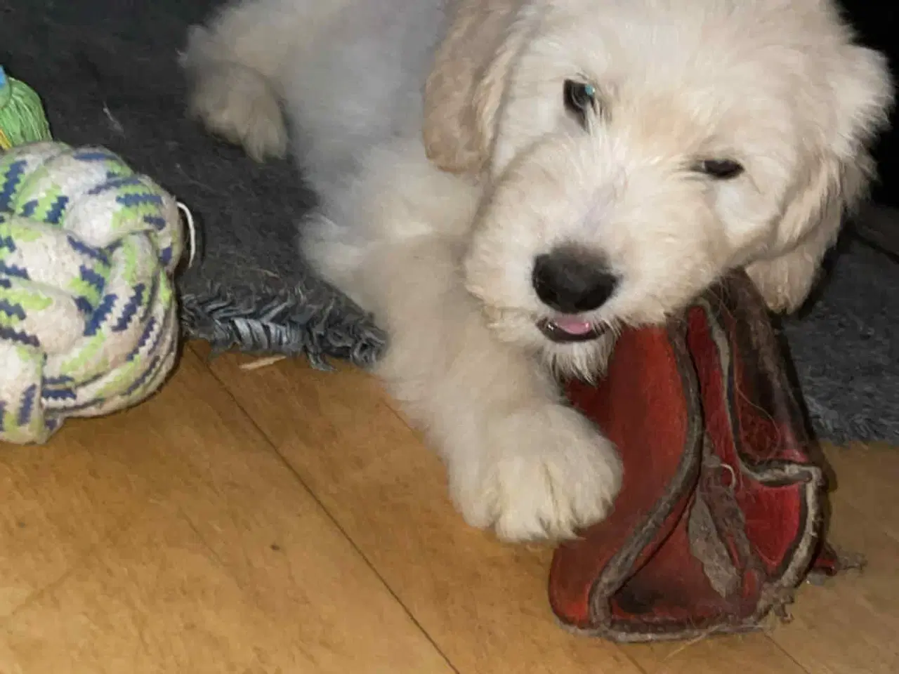 Billede 14 - Golden Doodle & Alaskan Malamute Hvalpe