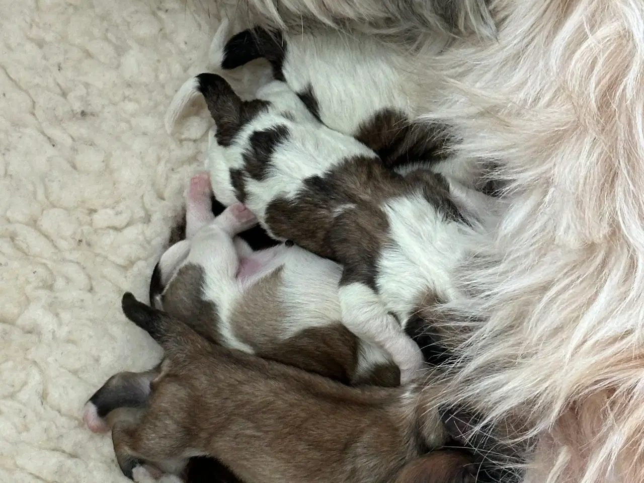 Billede 1 - Lhasa apso hvalpe
