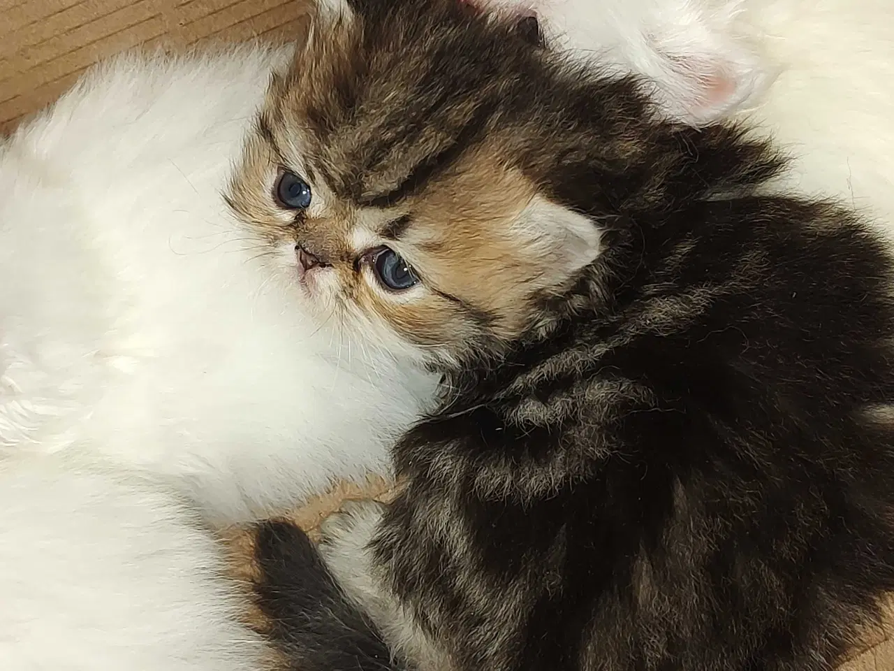 Billede 13 - Perser killinger 