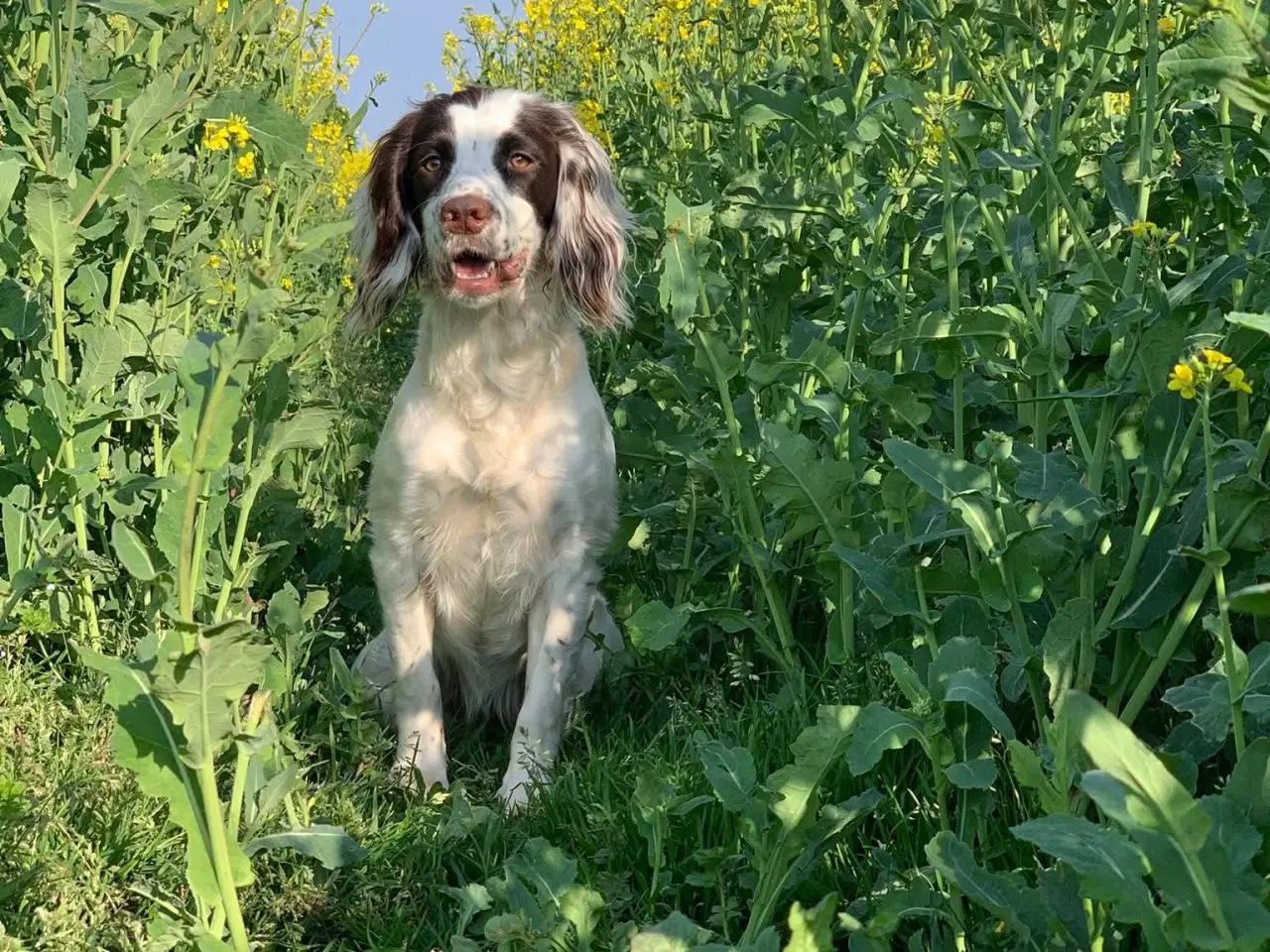 Billede 8 - FT Cocker Spaniel tæve med stamtavle