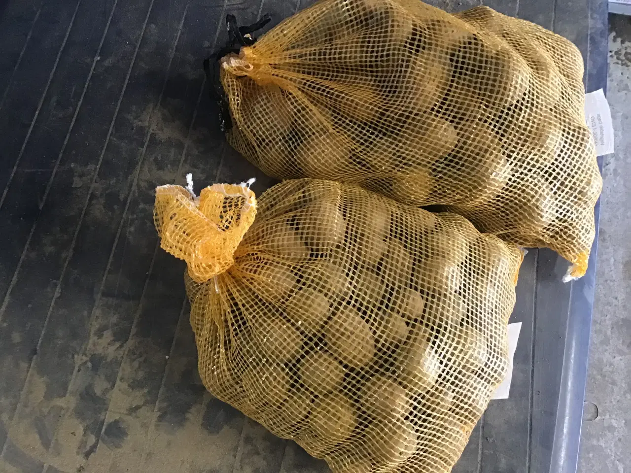 Billede 1 - Læggekartofler