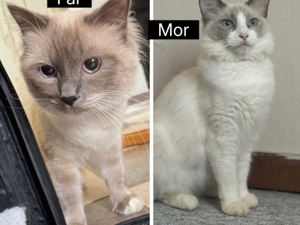 Billede 11 - Maine Coon blandings hunkilling