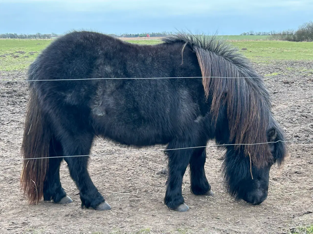 Billede 1 - Smuk skimmel 2 års shetlænder 