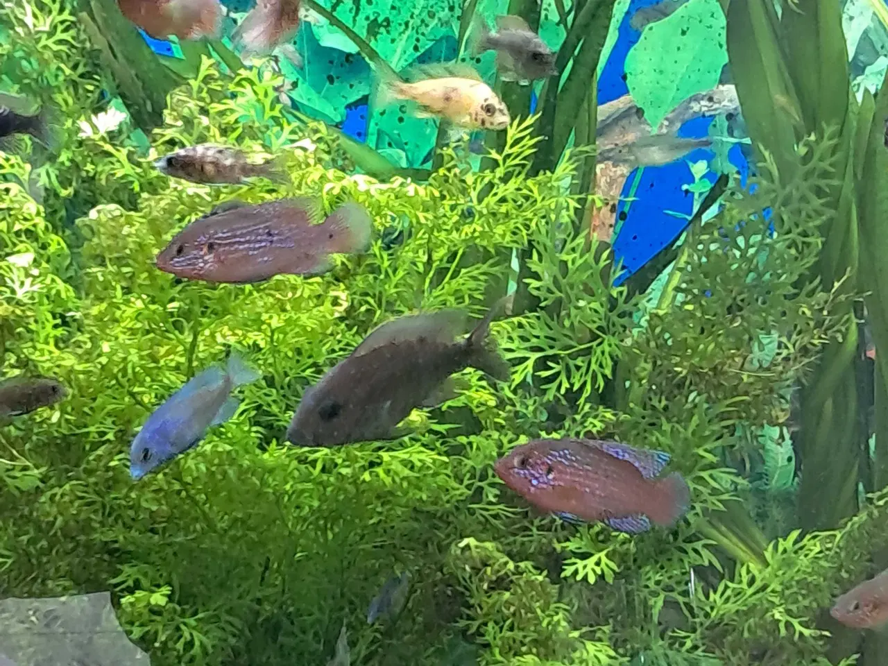 Billede 2 - Juwel chiclider