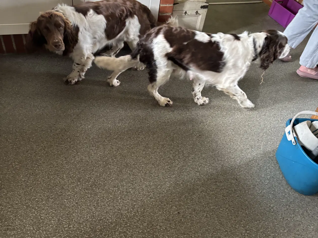 Billede 1 - Engelsk Springer Spaniel