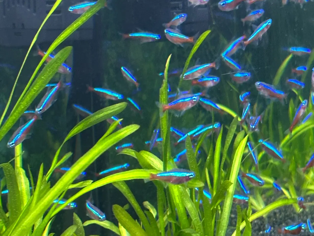 Billede 2 - Røde neon 