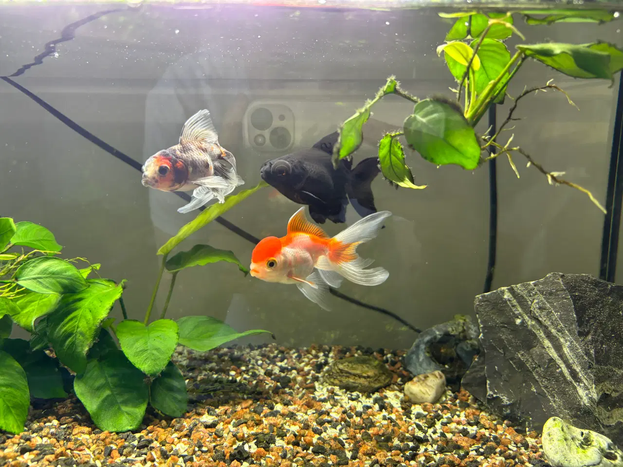 Billede 2 - Akvarie