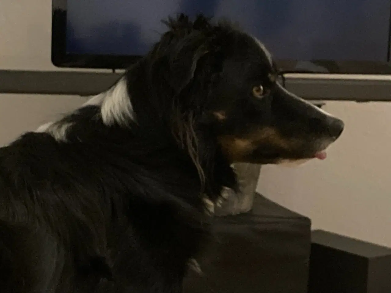 Billede 3 -  border collie 2 år 