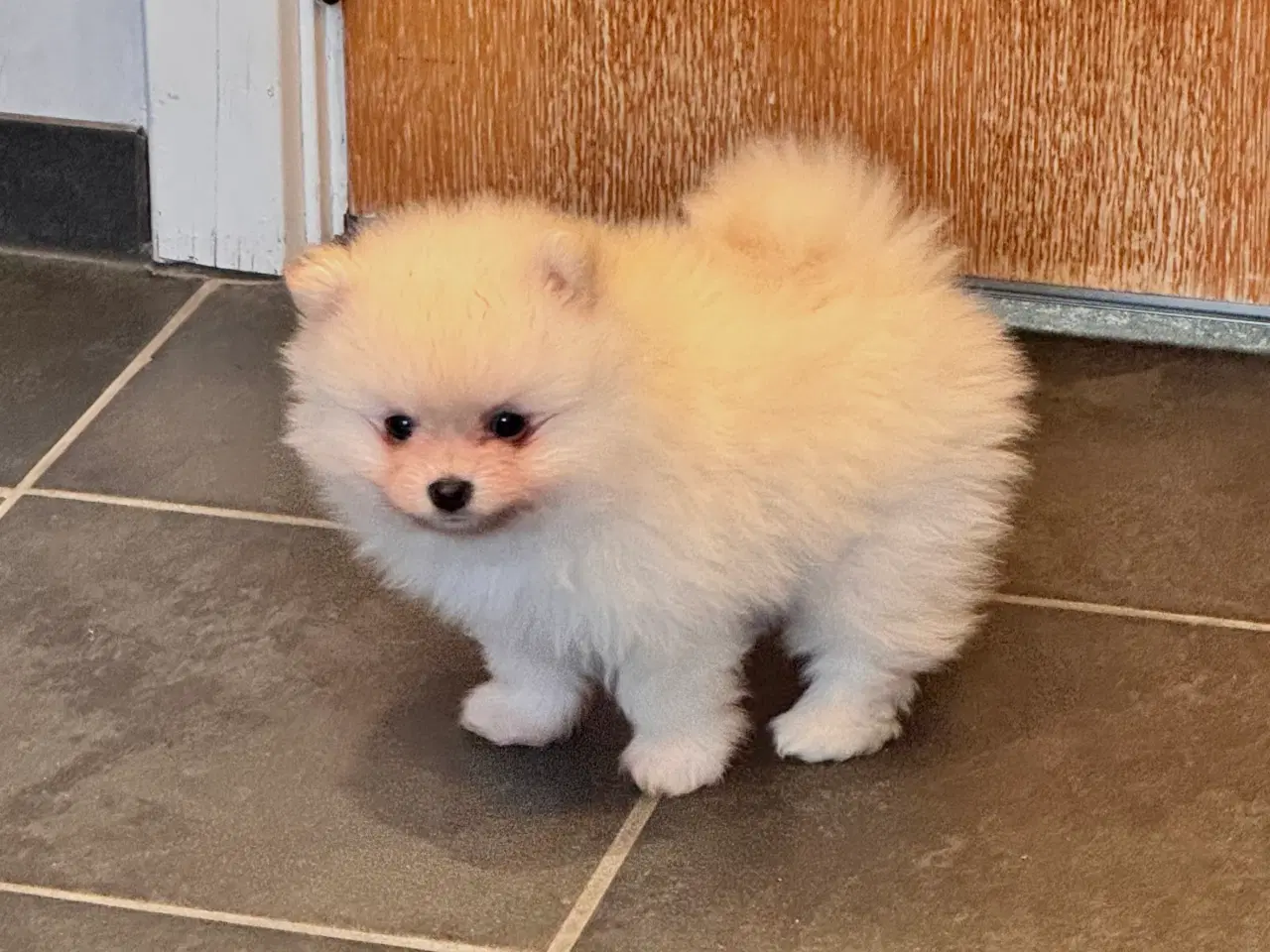 Billede 3 - Pomeranian hvalp 