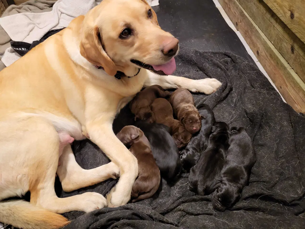 Billede 2 - Labrador Hundehvalpe 