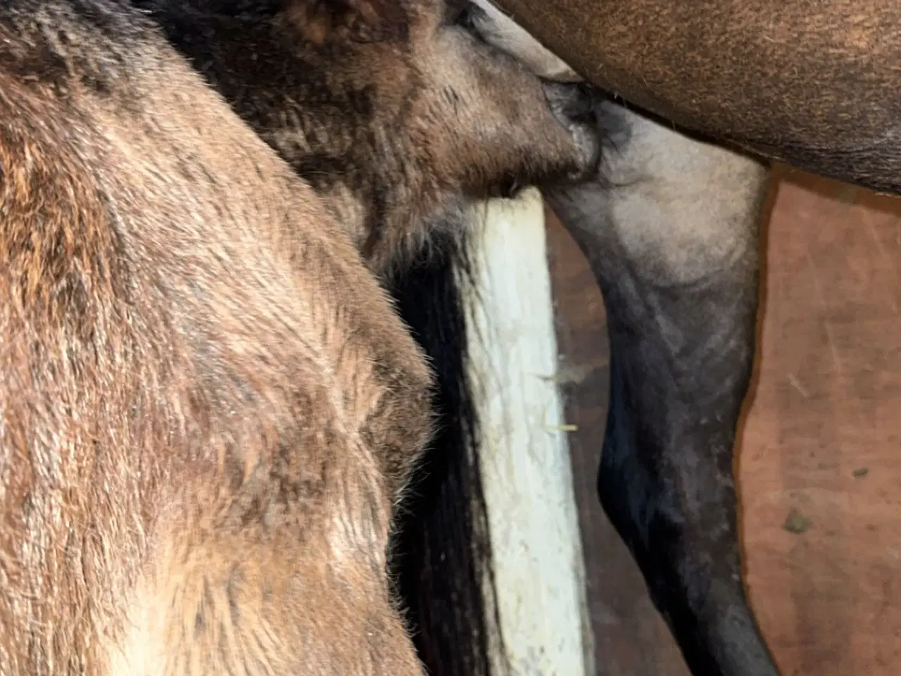 Billede 13 - Fantastisk smuk hingst med afdrag muligt 