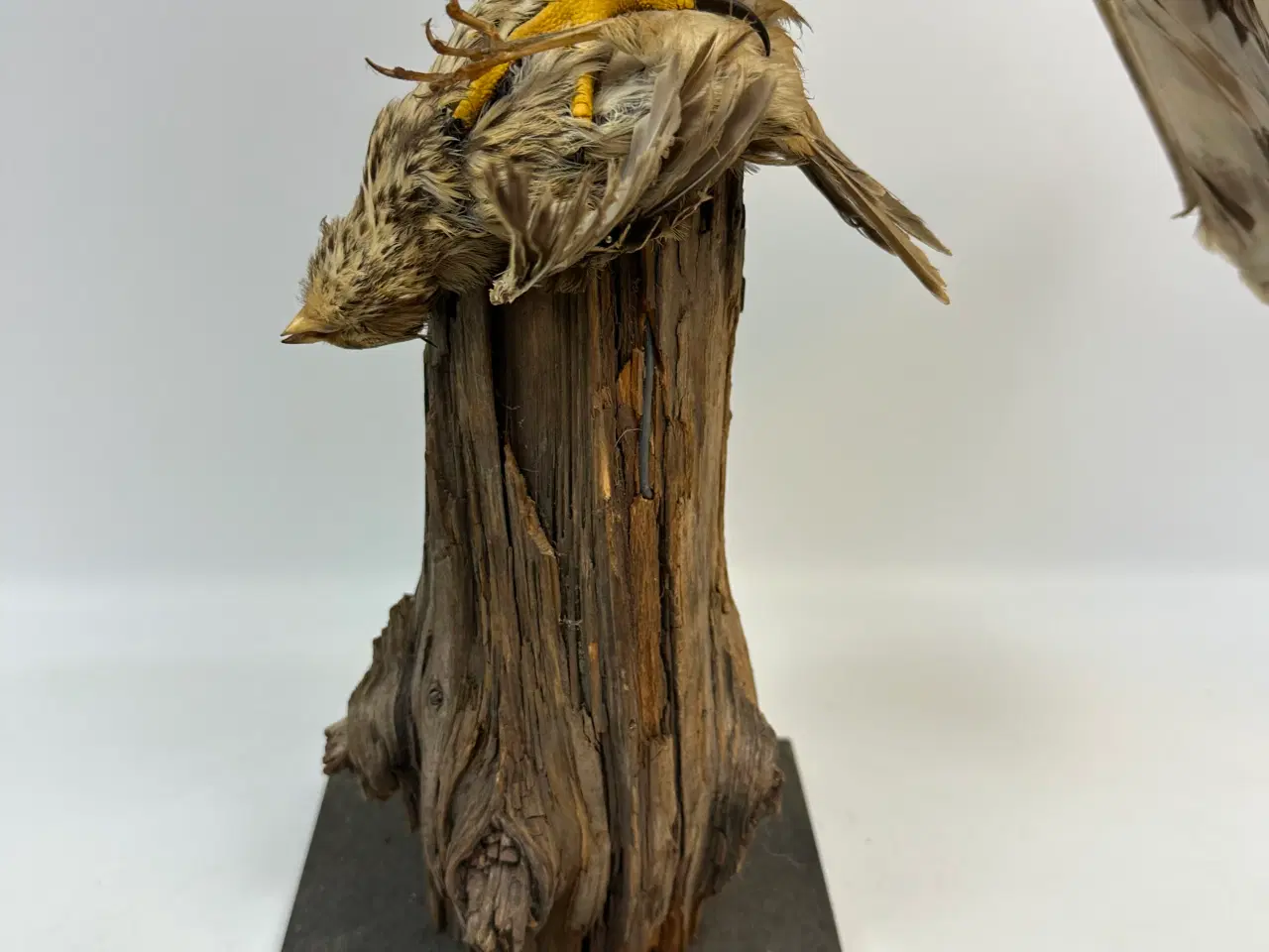 Billede 2 - Udstoppet høg m. bytte