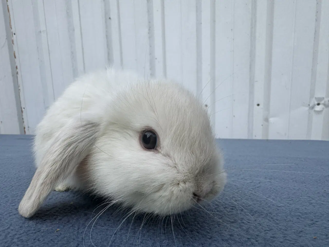 Billede 6 - Mini lop hunkanin