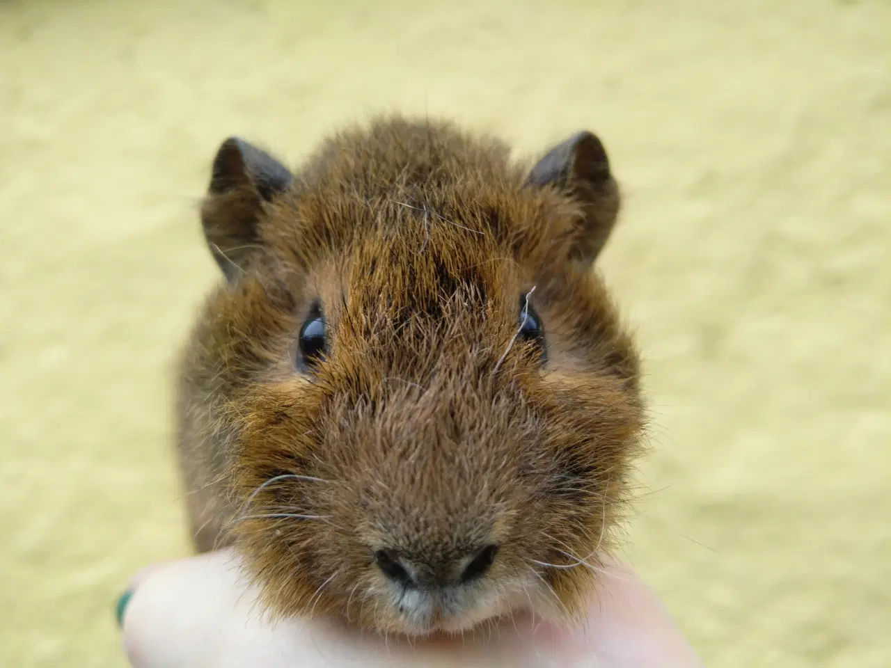 Billede 4 - 2 Teddy brødre