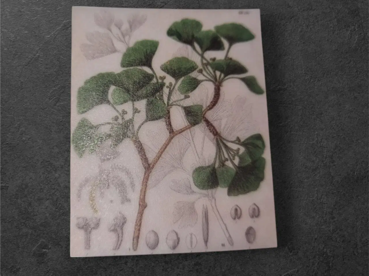 Billede 1 - Papirark med Ginkgo biloba i botanisk design Tilfø