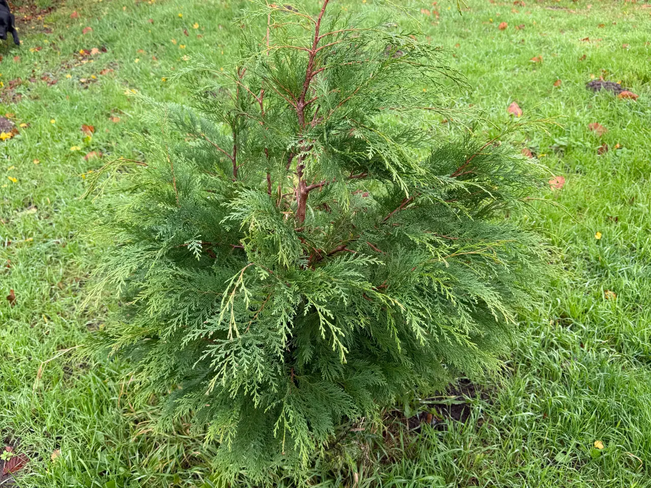 Billede 2 - Ædelcypres træer