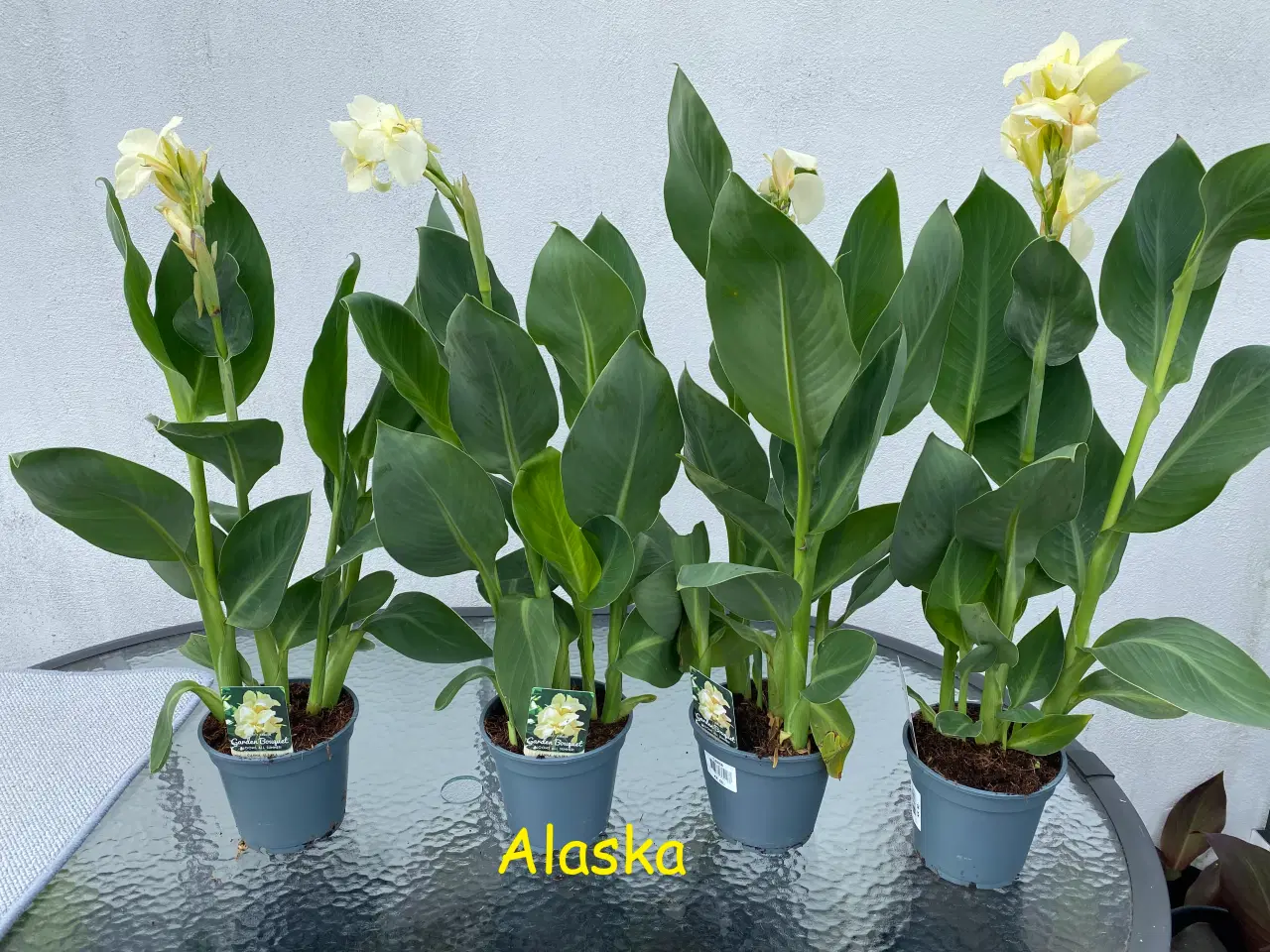 Billede 13 - Canna planter.