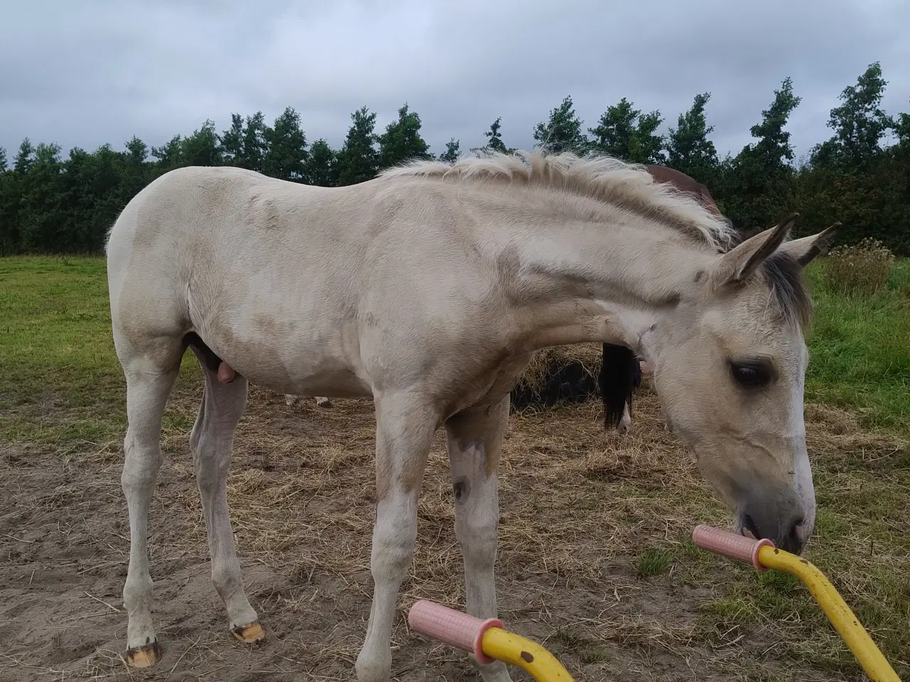 Billede 2 - Buckskin pinto 