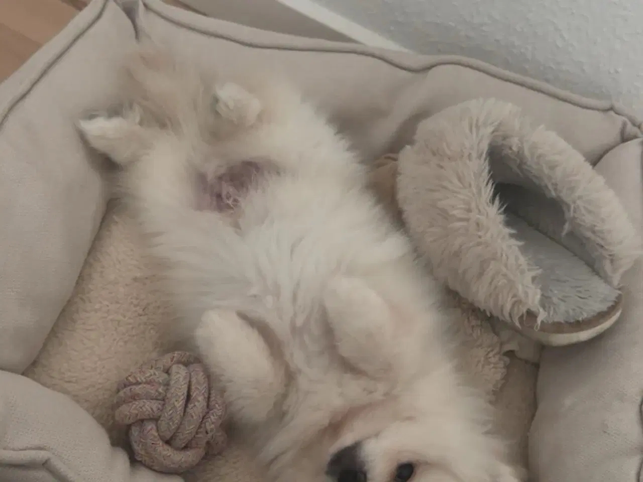 Billede 8 - Verdens sødeste Pomeranian dreng søger nyt hjem 💙