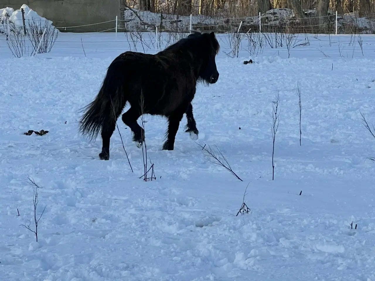 Billede 3 - Sød shetlandspony bliver snart vallak