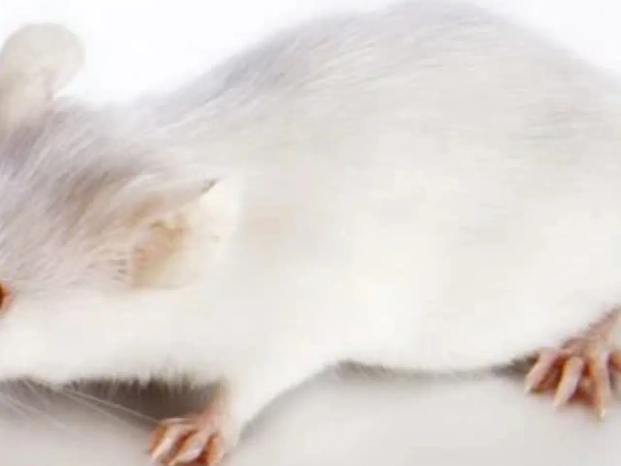 Billede 1 - Foder mus overskud