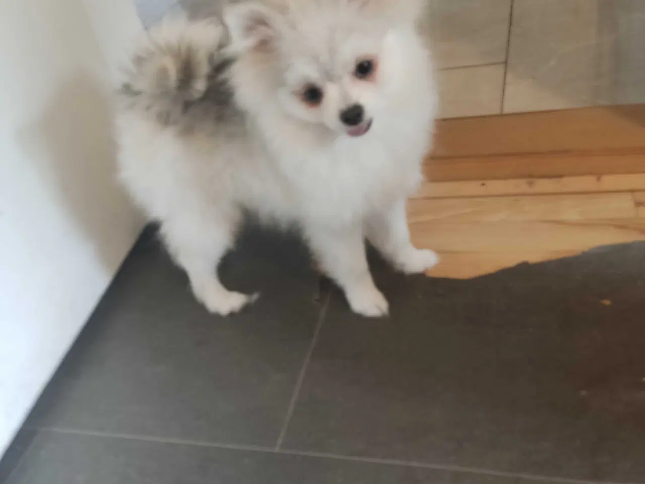 Billede 5 - Mini Pomeranian 
