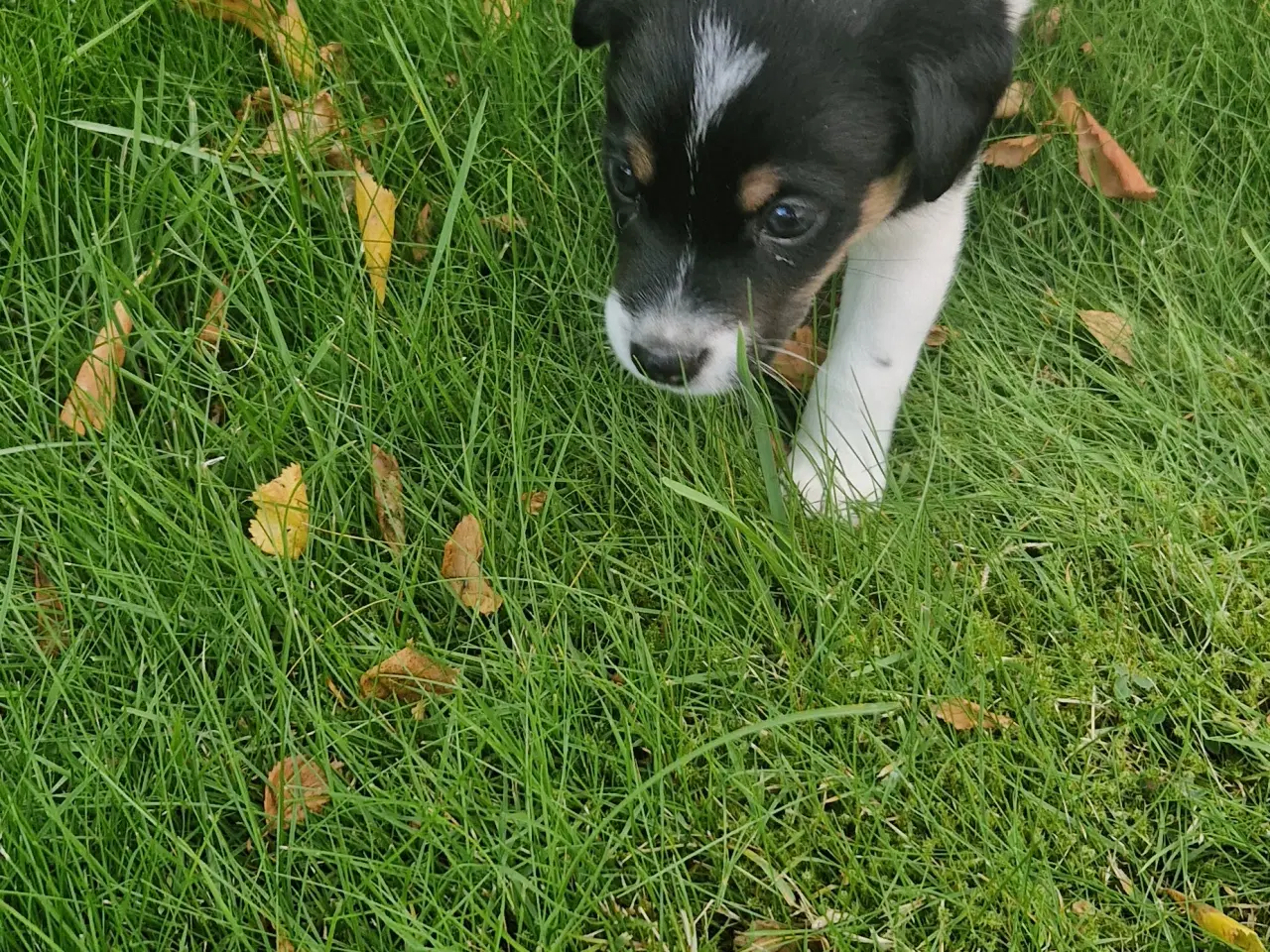 Billede 2 - Dansk svensk gårdhund hvalpe