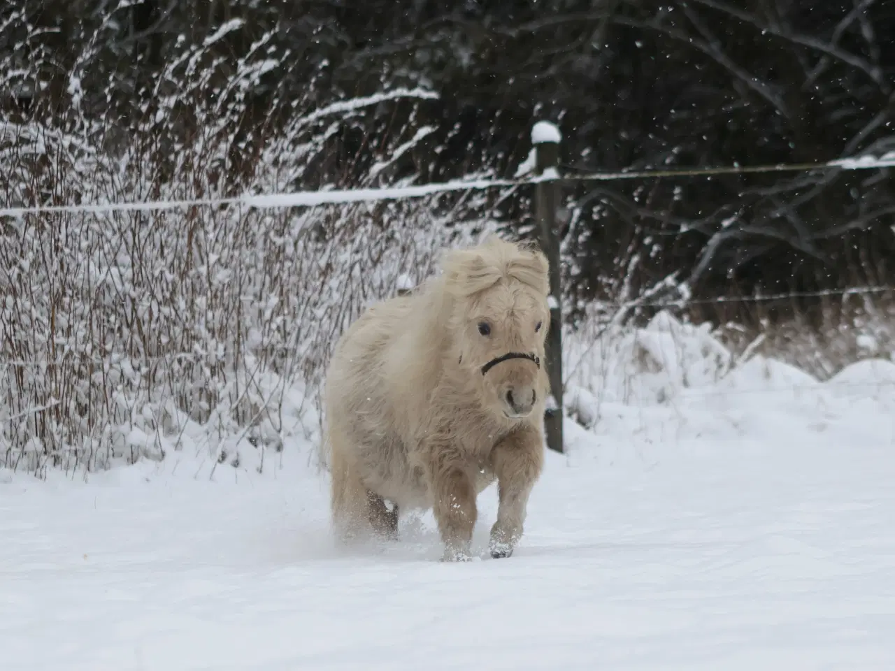 Billede 1 - charmerende mushroom dun hingst på 2 år.