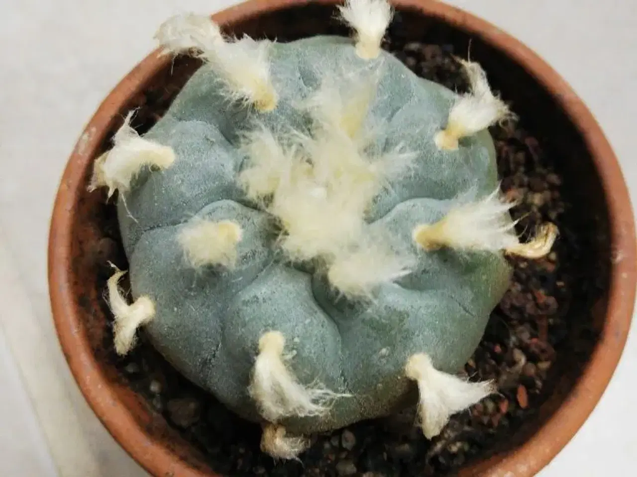 Billede 3 - Peyote planter williamsii