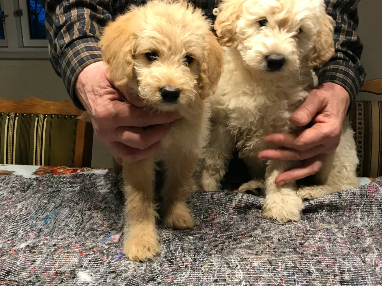 Billede 4 - Labradoodle hvalpe 2 generation  fælder ikke 