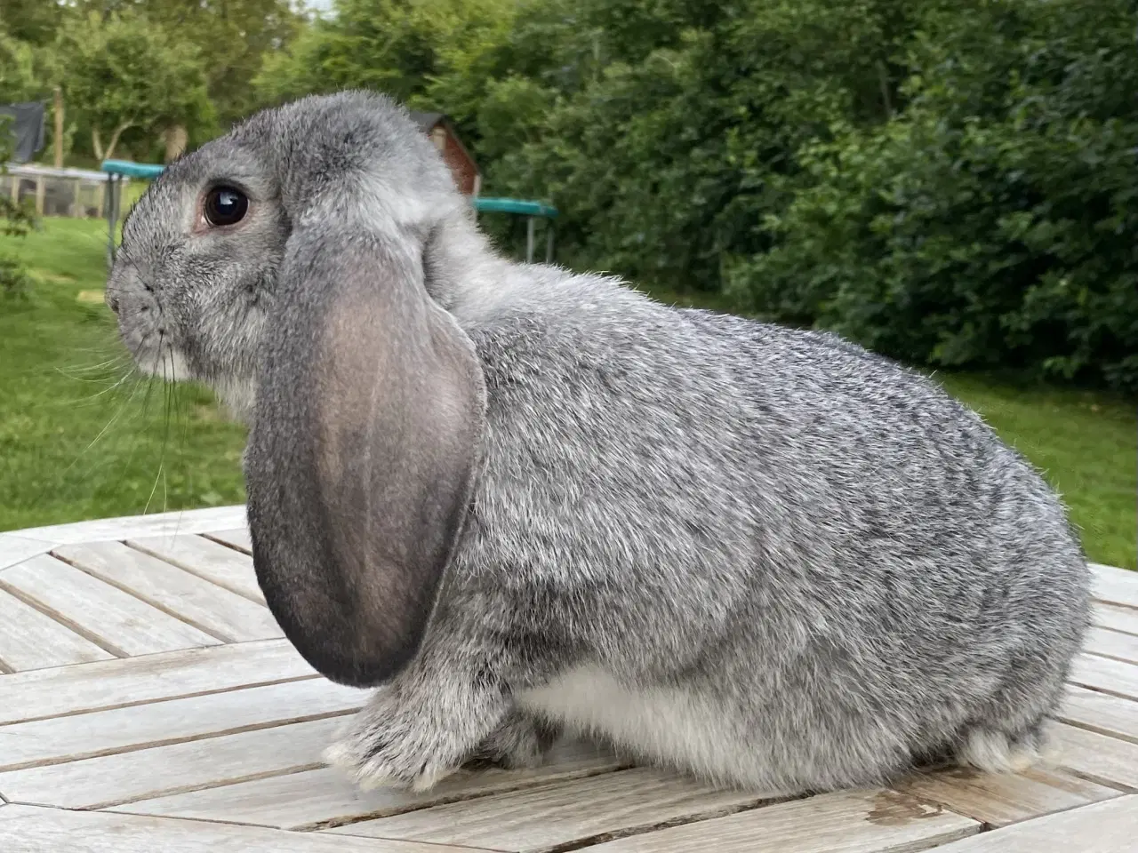 Billede 5 - FRANSK VÆDDER HAN CHINCHILLA
