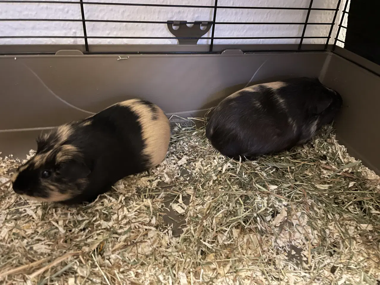 Billede 1 - 2 hun marsvin 