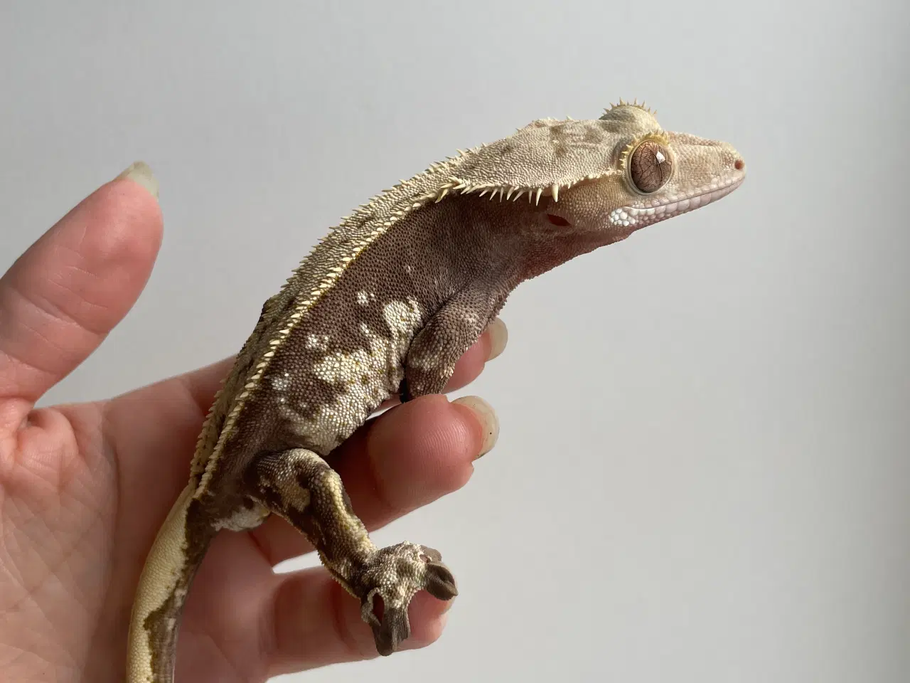 Billede 1 - Kronegekko