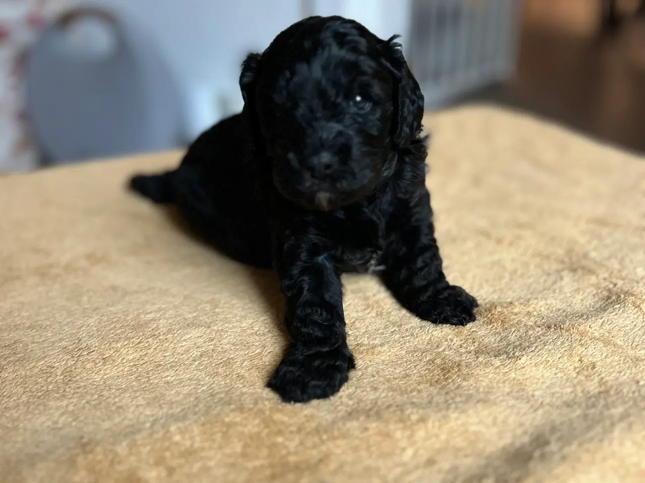 Billede 5 - Cavapoo / Toycavapoo F1