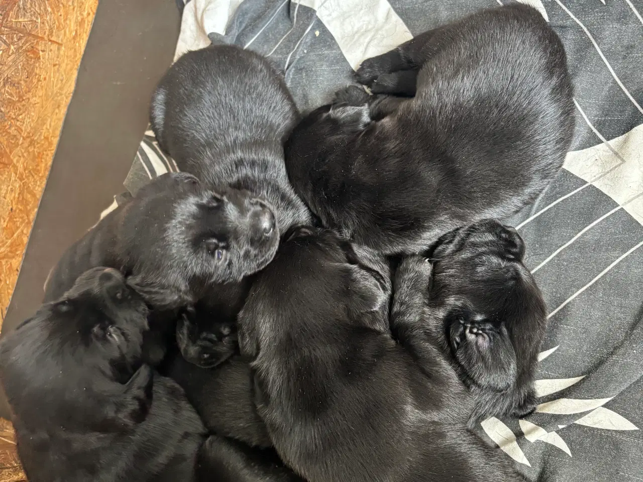 Billede 3 - Labrador F1 hvalpe