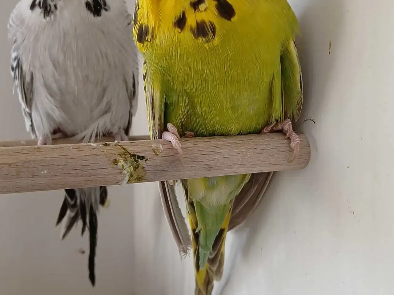 Billede 1 - 1 par Engelske undulater 