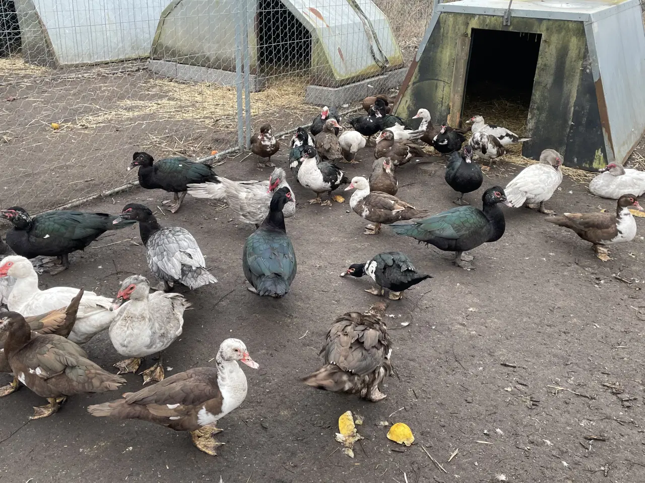 Billede 4 - Moskus ænder og andrikker