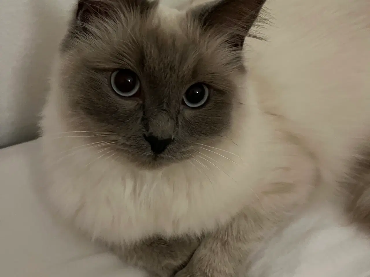 Billede 3 - Den sødeste Ragdoll