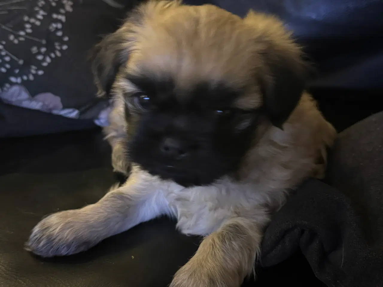 Billede 3 - Lhasa apso/pekingeser hvalp
