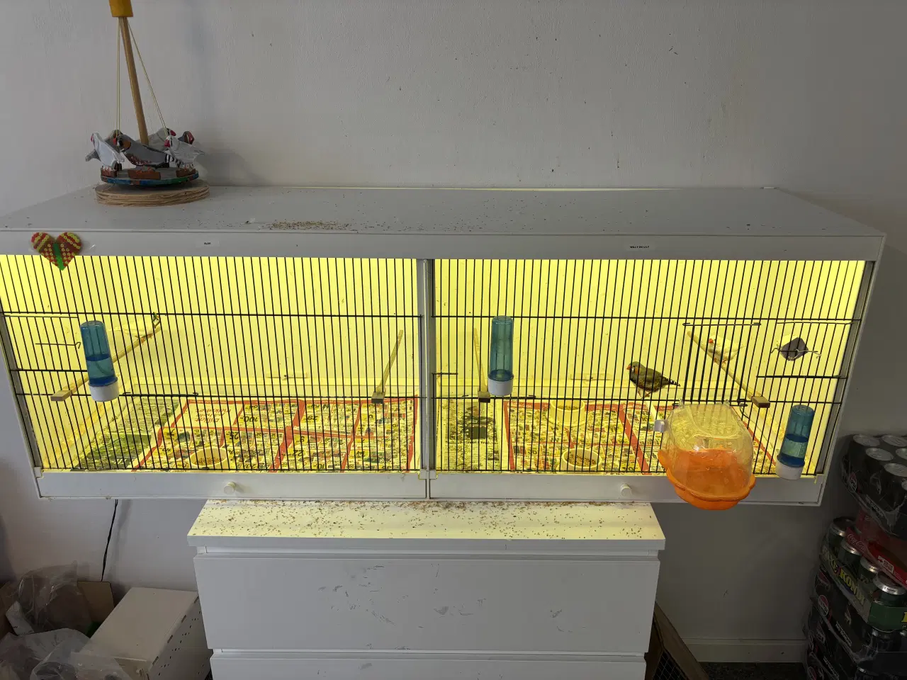 Billede 3 - 1,1 XL Zebrafinker