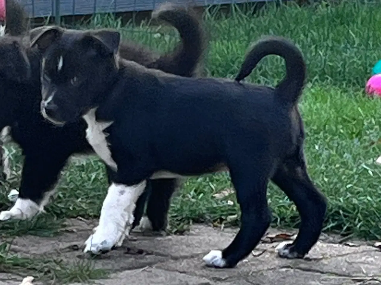 Billede 2 - Islandske fårehund med Australien shephard og DSG