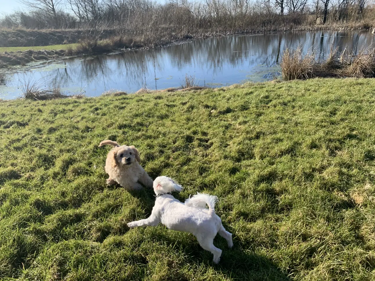 Billede 12 - Amerikansk Cockerpoo F1b pige 