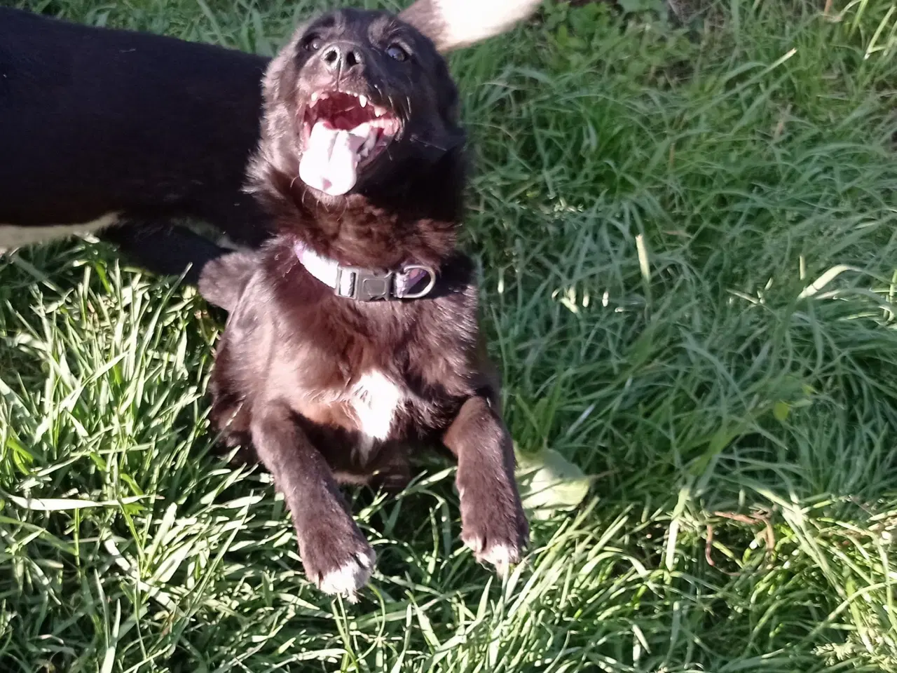 Billede 4 - Negra - super glad lille kærlig pige