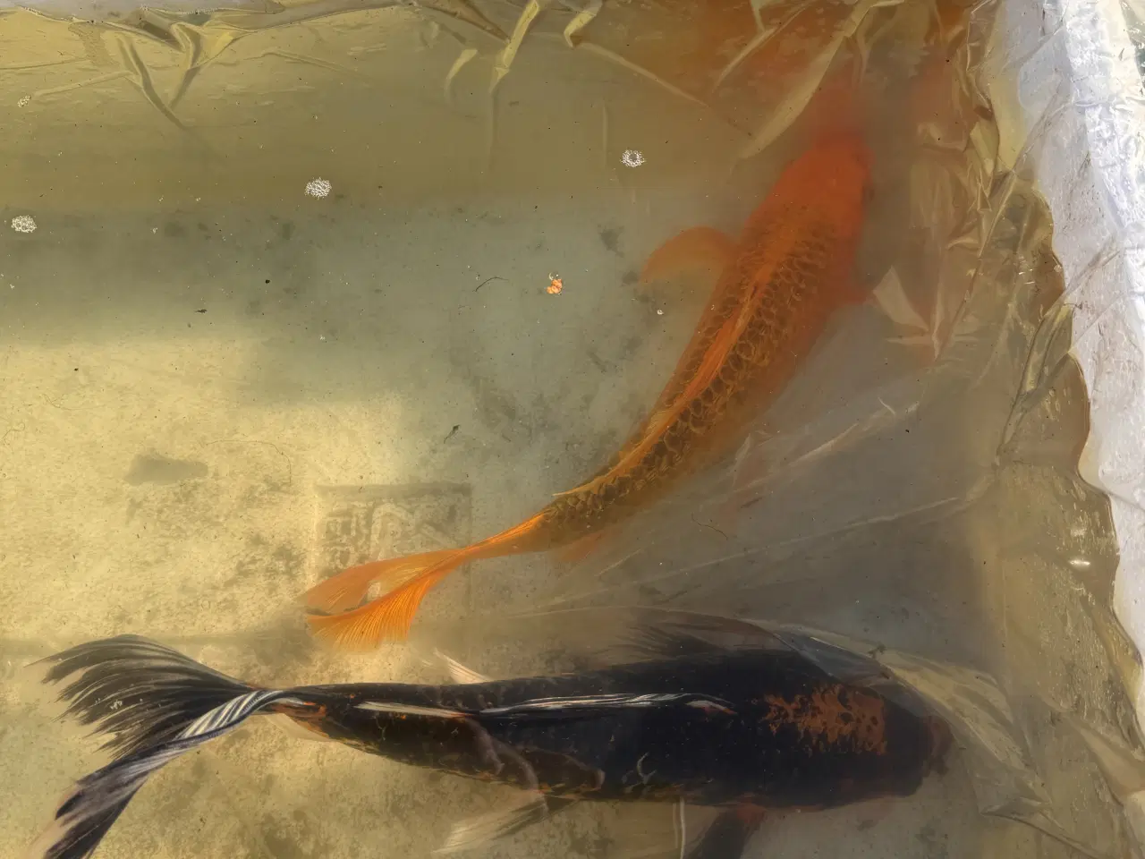 Billede 4 - 2 Butterfly koi og en Græskarpe