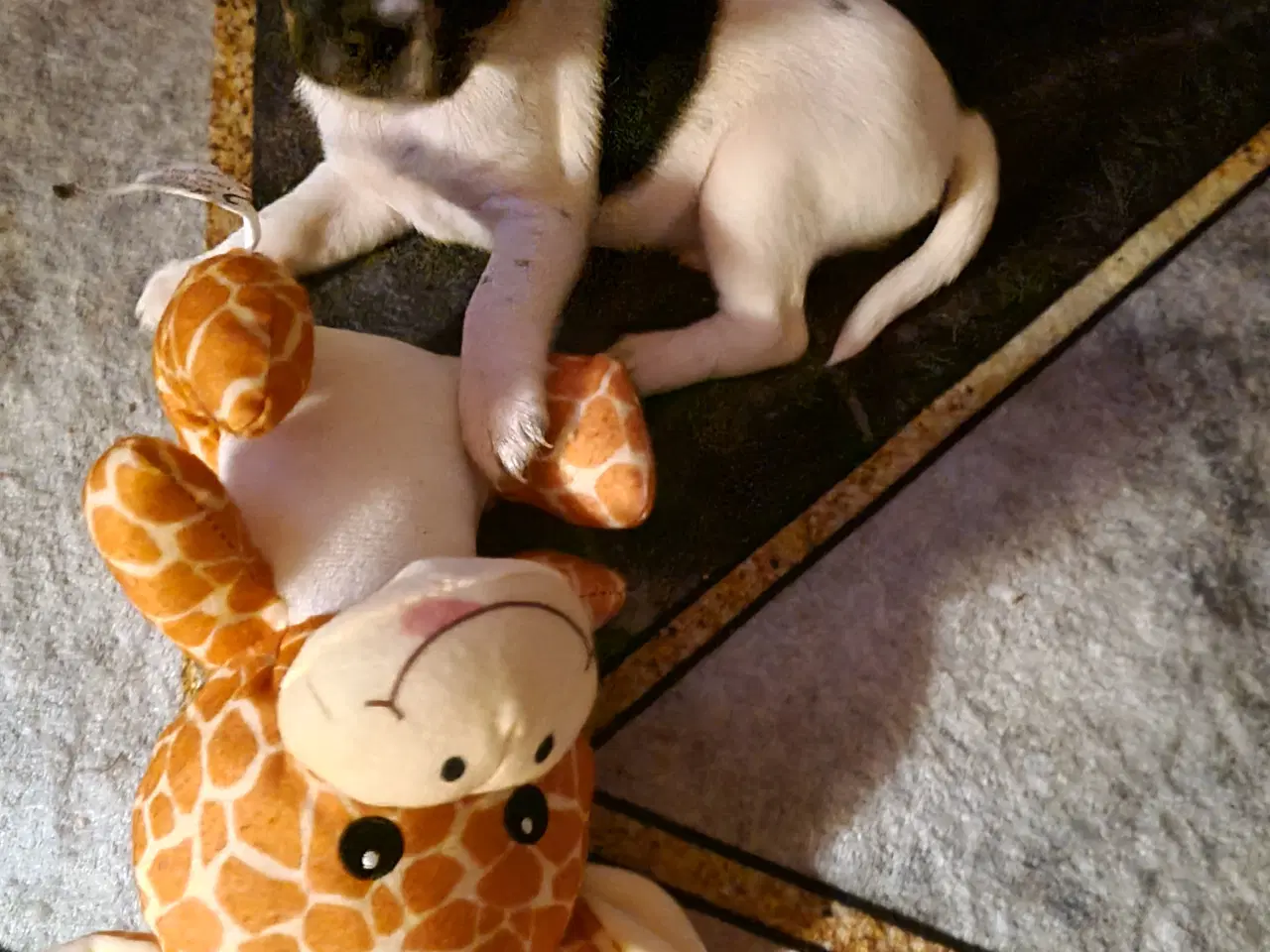 Billede 3 - Jack russel 