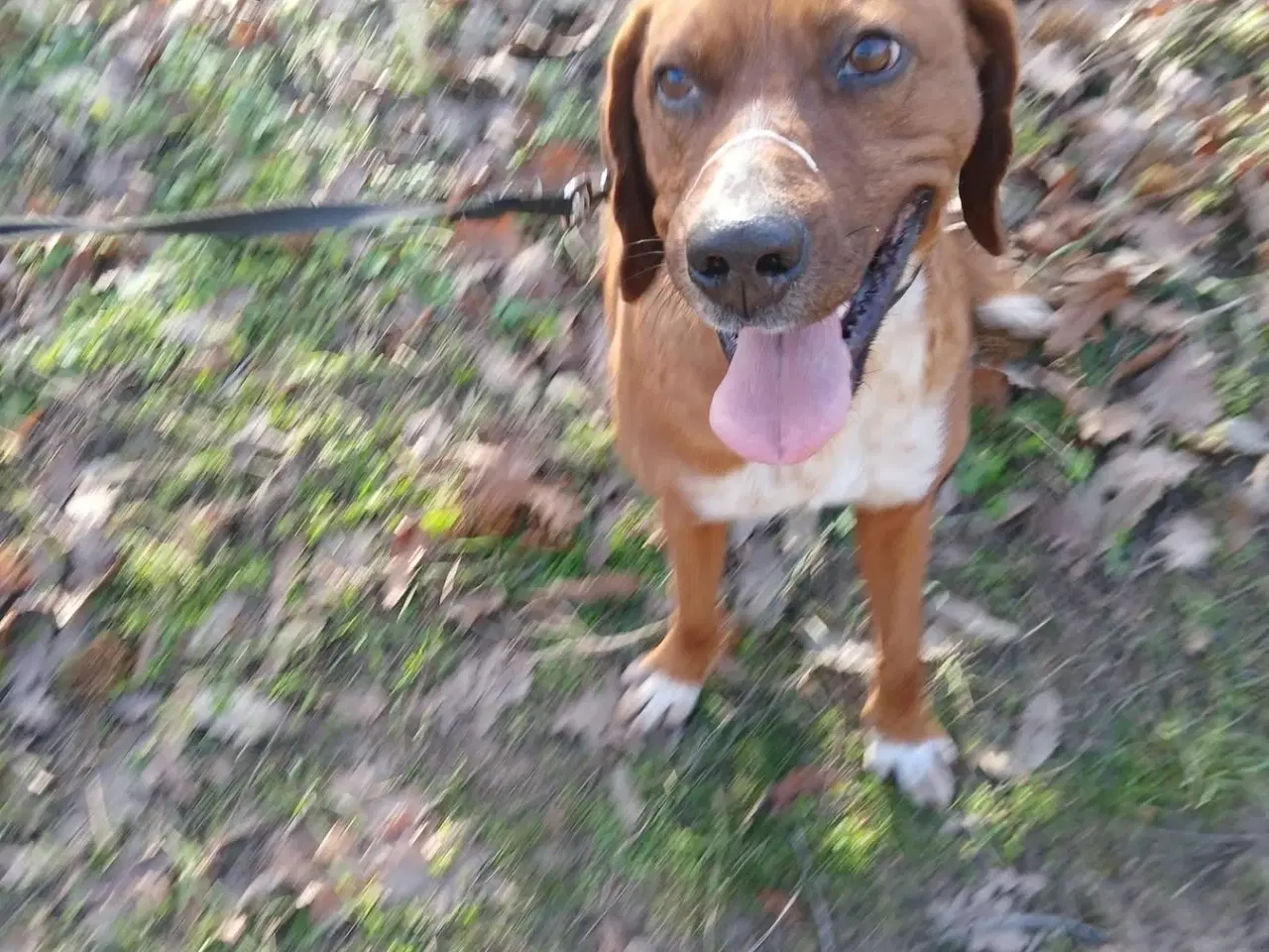 Billede 3 - Skønne Wapi leder efter sin 4-ever familie 🏡🥰