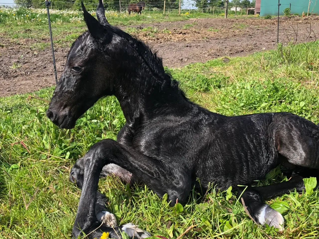 Billede 8 - Hest
